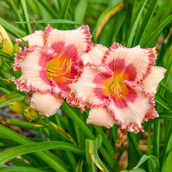 Heaven And Nature Sing Reblooming Daylily