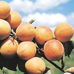 Bush Apricot