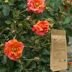 Roses Alive!™ 3 Lbs
