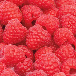 Sweet Repeat™ Red Raspberry