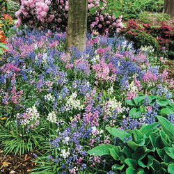 Wood Hyacinth Mix