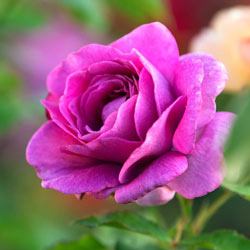 Sweet Madame Blue Floribunda Rose