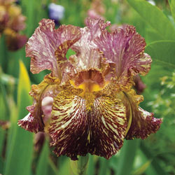 Bewilderbeast KickStart™ Bearded Iris