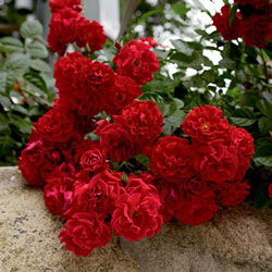 Red Ribbons<sup>®</sup> Groundcover Rose