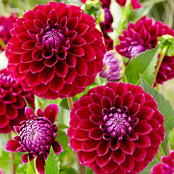 Jowey Marilyn Dahlia