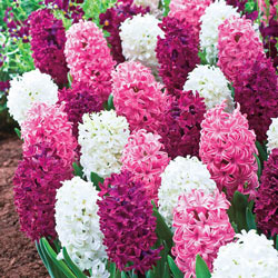 Deluxe Hyacinth Trio