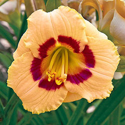 Baby Moon Cafe Jumbo Daylily