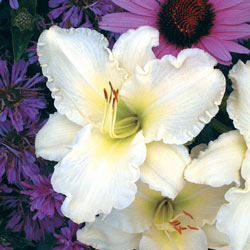Sunday Gloves Jumbo Daylily