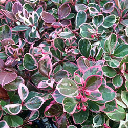 Winter Splash™ Wintergreen