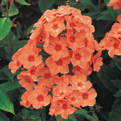 Orange Perfection Tall Phlox