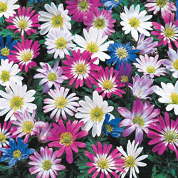 Mixed Windflowers