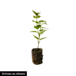 Tango Hummingbird Mint arrives as a sapling fit into a 2 inch pot.