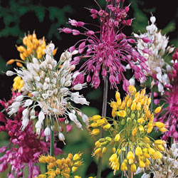 Fireworks Allium Mix 