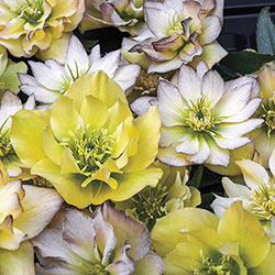 First Dance Lenten Rose