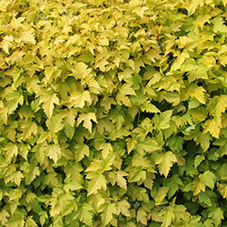 Golden Ninebark