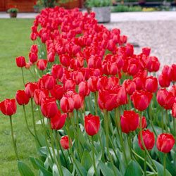 May Flowering Tulip Kingsblood