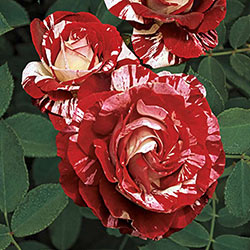 Rock & Roll™ Grandiflora Rose