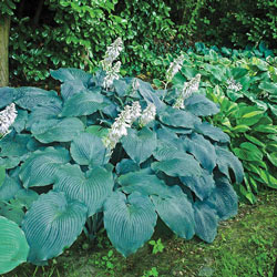 Blue Angel Hosta