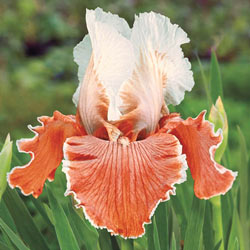 English Charm KickStart™ Reblooming Iris