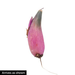 Tongariro Hardy Orchid