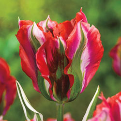 Esperanto Tulip
