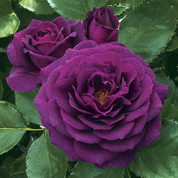Our Choice Lavender & Purple 24 Tree Rose