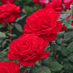 Our Choice Red & White 24 Tree Rose
