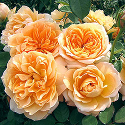 Our Choice Yellow & Orange 24 Tree Rose