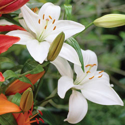Asiatic Lily Snowdon