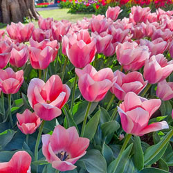 Darwin Hybrid Tulip Bella Blush