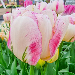 Double Peony Tulip Double Shake