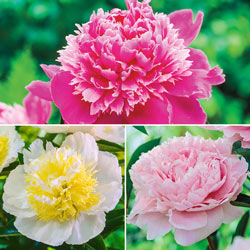 Exceptionally Fragrant Peony Trio