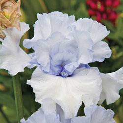 Winter Waltz KickStart™ Reblooming Bearded Iris