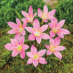 Pink Fairy Lily