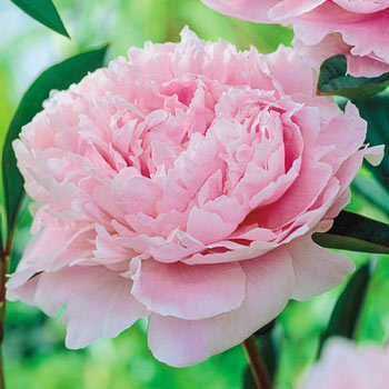 Sarah Bernhardt Peony