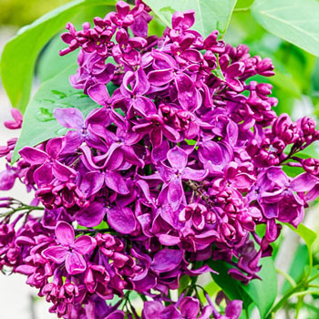 Deep Purple French Hybrid Lilac Michigan Bulb