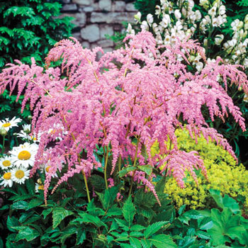 Shade Plants Shade Perennials Michigan Bulb Company