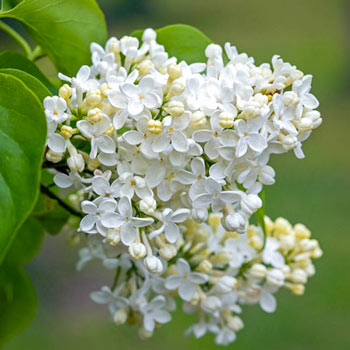 Primrose Lilac - Michigan Bulb