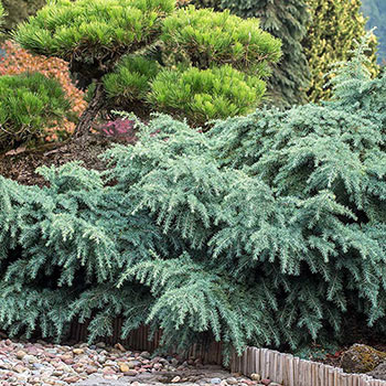 Prostrate Beauty Cedar - Shop Conifers | Michigan Bulb