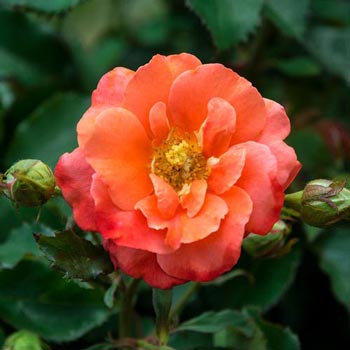 Apricot Princess Rose | Michigan Bulb Company