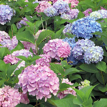 All Summer Beauty Hydrangea 