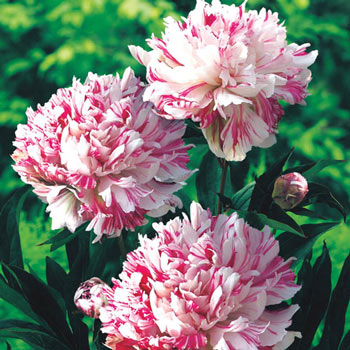 Kirinmaru Peony