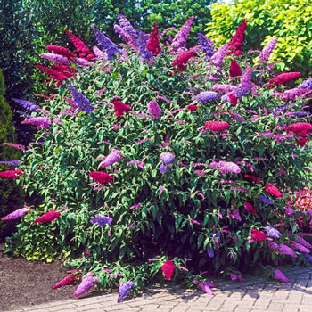 Image of Kaleidoscope butterfly bush in the sunlight