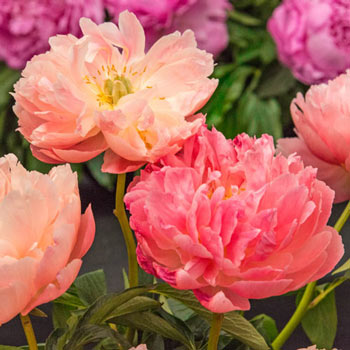 Pink Hawaiian Coral Peony