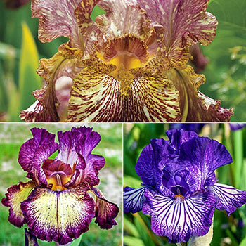 Tie-Dye Iris Collection | Fall Planted | Michigan Bulb