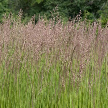 Feather Reed Grass | Michigan Bulb Company