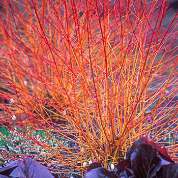 Midwinter Fire Dogwood | Cornus sanguinea | Michigan Bulb