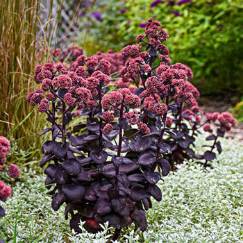 Shade Perennials Michigan Bulb, Decorative Ground Cover Plants Michigan