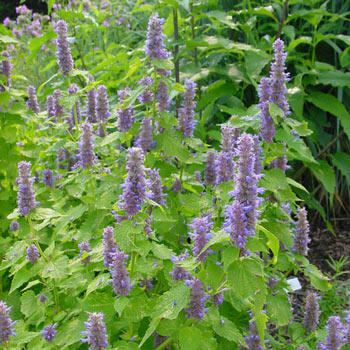 Golden Jubilee Hummingbird Mint | Perennials | Michigan Bulb