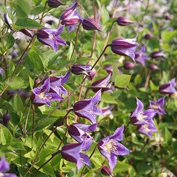 Clematis Prince William - Shop Clematis | Michigan Bulb